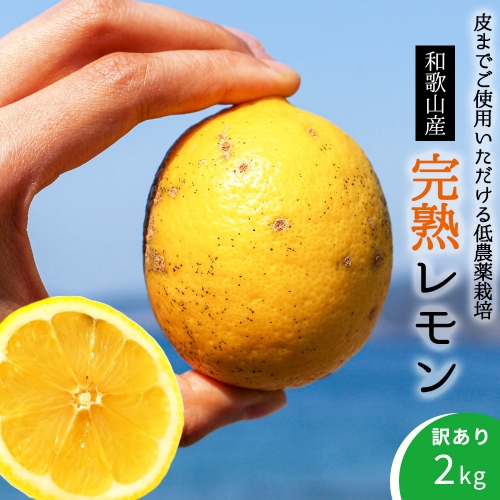 EA6021n_【訳あり・ご家庭用】完熟 レモン 2kg 皮までご使用いただける低農薬栽培! 648889 - 和歌山県湯浅町