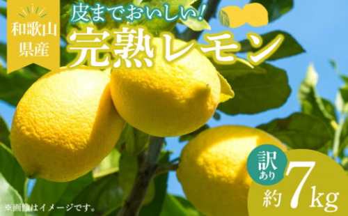 EA6024n_【訳あり・ご家庭用】完熟 レモン 7kg 皮まで使用可能（栽培期間中農薬不使用） 648952 - 和歌山県湯浅町