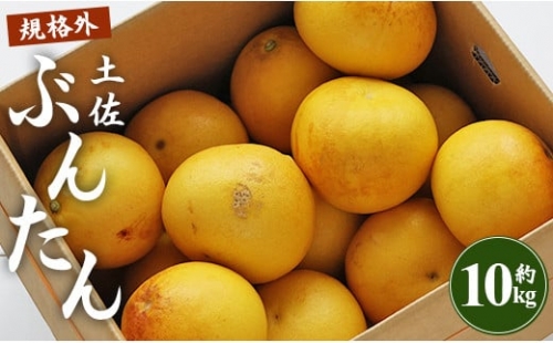 間城農園 土佐文旦 10kg(規格外)(2L～4Lサイズ) - ぶんたん フルーツ 果物 柑橘 訳あり ms-0051