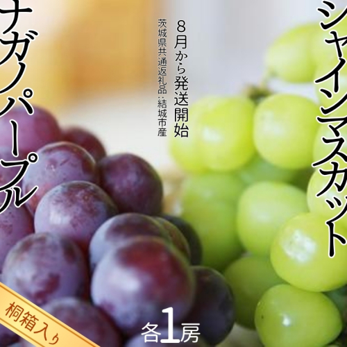 【 桐箱入り 】 シャインマスカット 1房 と ナガノパープル 1房 【2026年8月から発送開始】（茨城県共通返礼品 [ぶどう]：結城市産） 果物 フルーツ マスカット ぶどう ギフト 贈答 プレゼント 桐箱 [BI340-NT] 649070 - 茨城県つくばみらい市