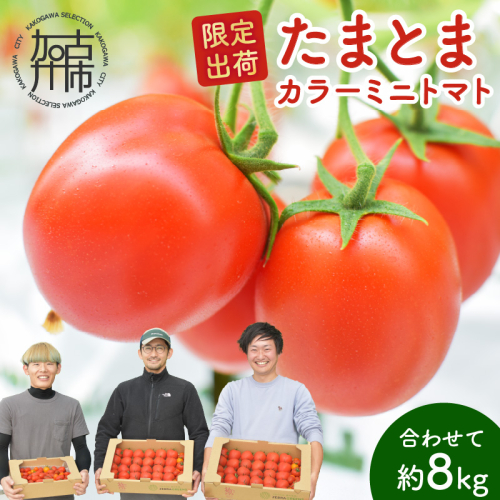 【限定出荷】"たまとま"＋カラーミニトマト(約8kg)《 野菜 トマト ミニトマト カラートマト 期間限定 送料無料 おすすめ 美味しい セット とまと ふるさと納税 》【2403C12102】 649075 - 兵庫県加古川市