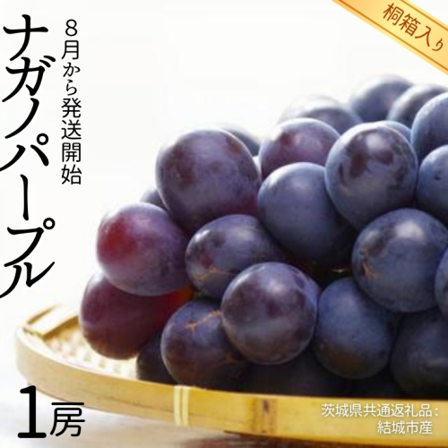 【 桐箱入り 】 ナガノパープル 1房 【2026年8月から発送開始】（茨城県共通返礼品 [ぶどう]：結城市産） 果物 フルーツ マスカット ぶどう ギフト 贈答 プレゼント 桐箱 [BI338-NT] 649077 - 茨城県つくばみらい市