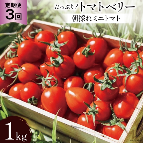 AG140【3回定期便】朝採れミニトマト たっぷり！トマトベリー 1kg
