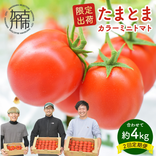 【限定出荷】"たまとま"＋カラーミニトマト(約4kg)[定期便2回]《 野菜 トマト ミニトマト カラートマト 定期 定期便 2回 送料無料 おすすめ 美味しい セット とまと ふるさと納税 》【2403C12103】 649664 - 兵庫県加古川市