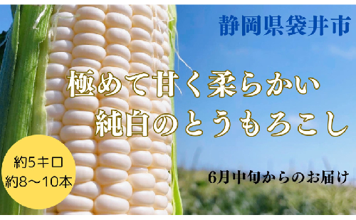 【先行予約】?極の?さと果汁 白いとうもろこし おすすめ コーン トウモロコシ 採れたて 新鮮 健康 ヘルシー 人気 厳選 袋井市 650808 - 静岡県袋井市