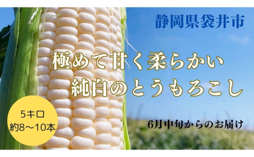 【先行予約】 極めて甘い白いとうもろこし 6月中旬より発送 おすすめ コーン トウモロコシ 採れたて 新鮮  健康 ヘルシー 人気 厳選 袋井市  650808 - 静岡県袋井市