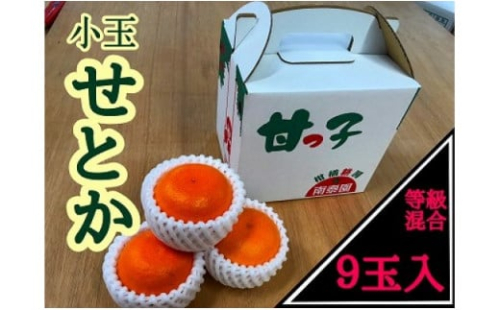 甘っ子 小玉 ハウス せとか 9玉入 手さげ箱 南泰園 650879 - 和歌山県有田川町