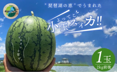 よってこ小玉すいか1玉 【5月下旬〜8月中旬お届け】ピノガール 夏の果物 糖度が高い 西瓜 小玉 よってこファーム フルーツ デザート 果物 お取り寄せ 滋賀県 守山市 