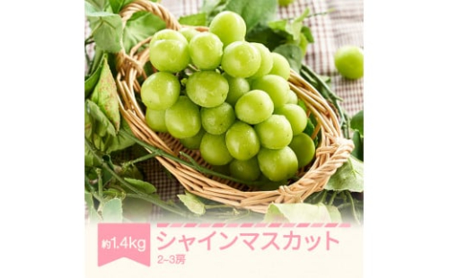 【先行予約】シャインマスカット ぶどう 約1.4kg 2〜3房 令和7年産 2025年産 果物 mm-busmx3