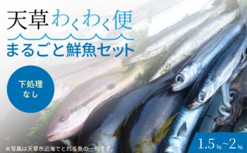 S059-019_【下処理なし】 天草わくわく便 まるごと鮮魚セット