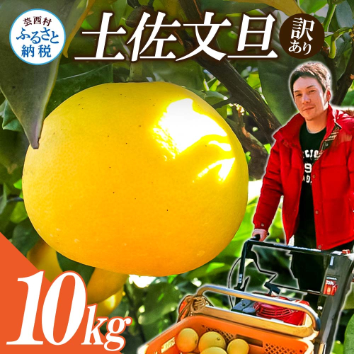 【先行予約】ワケあり土佐文旦(※シミ・キズあり) 10kg・ サイズおまかせ 産地直送 フルーツ 果物 在庫限り 655140 - 高知県芸西村