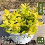 【 観葉植物 】 トラデスカンチア 「 ライム 」 1鉢 ( 6号サイズ ) ガーデニング 室内 植物 花 鉢 緑 トラカン