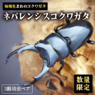 秘境のコクワガタ！ネパレンシスコクワガタ3齢幼虫ペア 吉野ヶ里町/ドルクス佐賀 [FBS009]