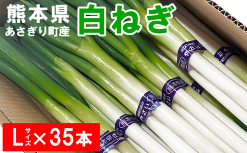 熊本県あさぎり町産　白ねぎ「球磨美人」Ｌサイズ×３５本　お届け時期：2025年８月上旬より順次発送　【白葱/白ネギ/長ねぎ/長葱/長ネギ】