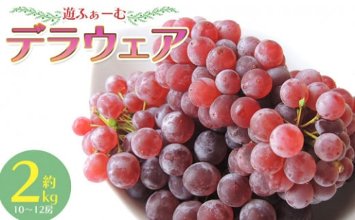 【令和6年産先行予約】デラウェア 約2kg　遊ふぁーむ