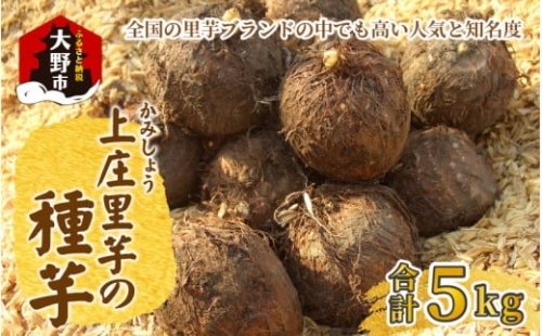 日本の美味い里芋を栽培！上庄里芋の種芋 5kg