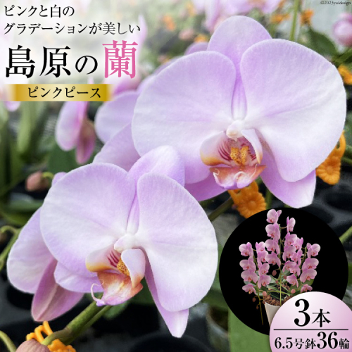 AG143ピンクと白のグラデーションが美しい　島原の”蘭”ピンクピース　3本立6.5号鉢36輪 657623 - 長崎県島原市