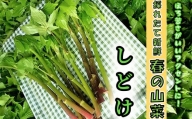 間澤さんの愛情たっぷり「しどけ」100g×4袋　春の味覚 山菜 季節限定 山の恵 新鮮 採れたて