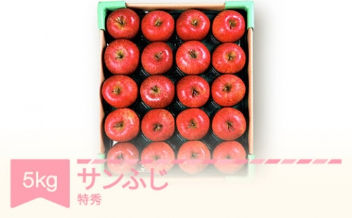 りんご サンふじ 約5kg 特秀品 リンゴ 林檎 令和6年産 2024年産 果物 山形県産 mm-risft5