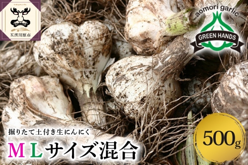【2023年6月下旬発送開始】掘りたて生にんにくML混合500g(土つき)
658772 - 青森県五所川原市