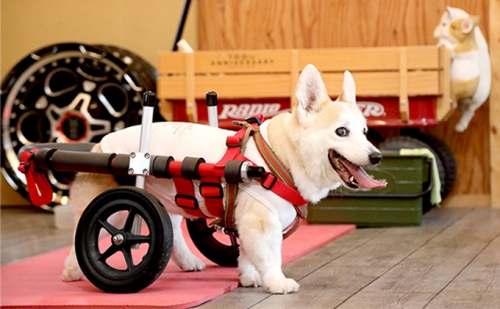 中型犬用二輪車椅子（背丈33～65cm　体重22キロ以下） 65885 - 岐阜県池田町