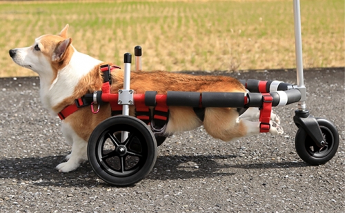 中型犬用三輪車椅子（背丈33～65cm　体重22キロ以下） 【!寄附前に事業者へ相談必要!】