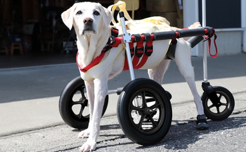 大型犬用三輪車椅子（背丈50～75cm　体重40キロ以下）