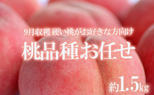 No.1906たかはし果樹園の桃　9月収穫 福島市産 白桃 品種 おまかせ (川中島白桃、ゆうぞら、さくら白桃、幸茜、まるみ白桃) 1.5kg【2025年発送　先行予約】