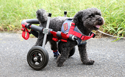小型犬用二輪車椅子(背丈23~35cm 体重8キロ以下) 【!寄附前に事業者へ相談必要!】 雑貨 日用品 65892 - 岐阜県池田町