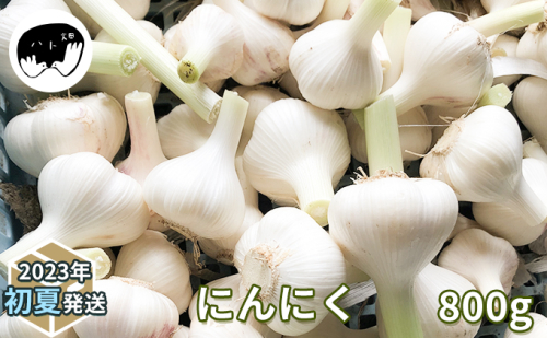 にんにく800g(2023年初夏発送) 野菜 根菜 ニンニク ガーリック 乾燥させた状態でお届け 調味料 ガーリックバター 大蒜漬け 659311 - 京都府南山城村