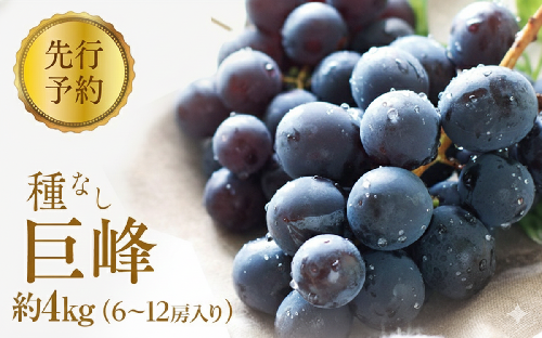 2026年産先行予約ぶどう 先行予約 種なし 巨峰 約4kg 6～12房入り 果物 ブドウ 葡萄 フルーツ デザート おやつ 信州 2026年秋発送  659470 - 長野県長野市