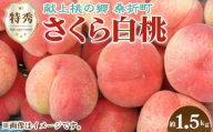 No.168 もも（さくら白桃）特秀　1.5kg　桑折町産　JAふくしま未来　桃 ／ 果物 フルーツ モモ 福島県 特産品