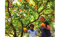 【アタシカ果樹】 樹上完熟 カラマンダリン （3kg） 柑橘 フルーツ みかん 熊野