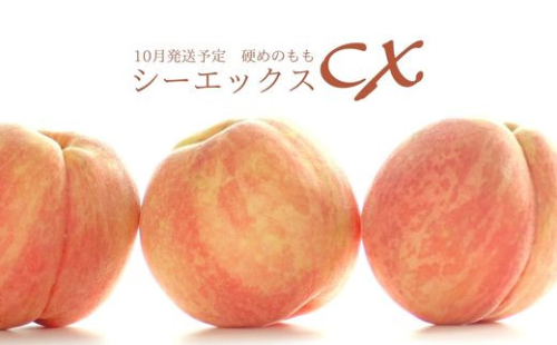No.2581希少品種CX/シ－エックス 約5kg【2025年発送】