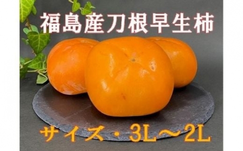 No.2582刀根早生柿（種ナシ）約7kg【2024年発送】