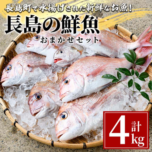 長島の鮮魚おまかせセット_ikegami-737 663455 - 鹿児島県長島町