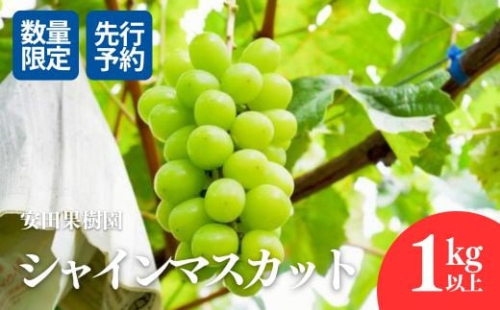 No.2609ぶどう　シャインマスカット1kg以上【2025年発送　先行予約】