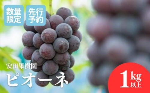 No.2610ぶどう　ピオーネ約1kg以上【2025年発送　先行予約】