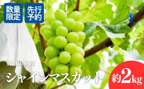 No.2613ぶどう　シャインマスカット約2kg【2025年発送　先行予約】