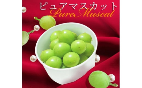 06A0291　ピュアマスカット 6カップ入り　