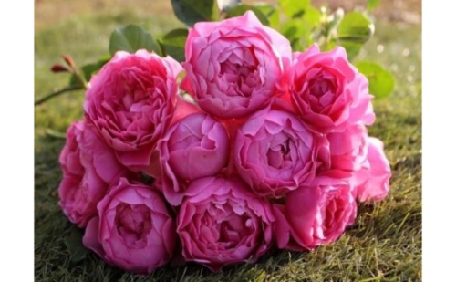 【Apple Roses】バラ苗『ラブ・シック』大苗6号ポット植え[52210253] 植物 花  66784 - 埼玉県飯能市