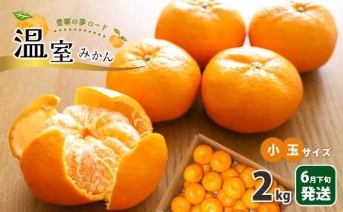 温室 みかん 小玉 約 2kg | 果物 みかん フルーツ 熊本 玉名
