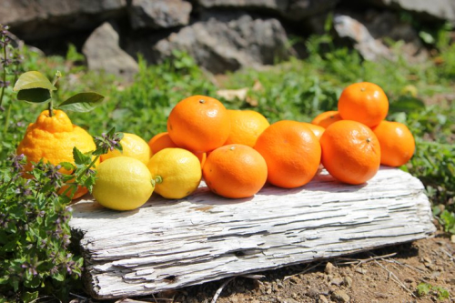 ZS6009n_主井農園 季節のこだわり みのりセット 5kg 670468 - 和歌山県湯浅町