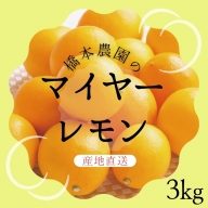 【先行予約】橋本農園のマイヤーレモン 3kg【2024年12月初旬から2025年1月初旬までに順次発送】 / レモン マイヤーレモン 檸檬 先行予約