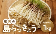 【順次発送開始】奄美の島らっきょう - 1kg 露地栽培 おつまみ 天ぷら おかか和え 奄美産
