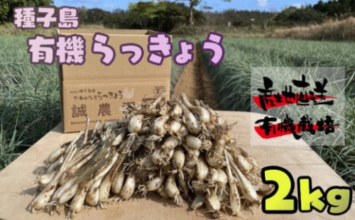 たねがしま らっきょう 誠農園 ( 種子島  有機 JAS 根つき 生らっきょう) 2kg　NFN489【350pt】 // 有機栽培 オーガニック 安心・安全 栄養価が高い 健康食材 甘酢 キムチ等の漬物 天ぷら 