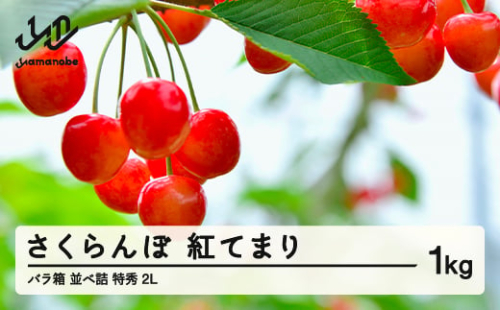 《先行予約》2025年 山形県産 さくらんぼ 紅てまり バラ箱 並べ詰 1kg 特秀 2L サクランボ フルーツ F21A-330