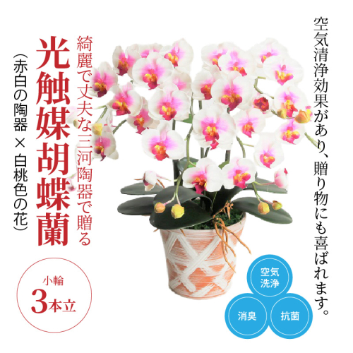 綺麗で丈夫な三河陶器で贈る光触媒胡蝶蘭小輪３本立（赤白の陶器×白桃色の花）　H100-086 675617 - 愛知県碧南市