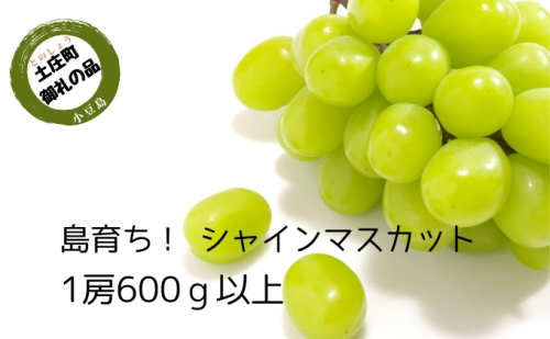 島育ち！ハウスシャインマスカット　1房化粧箱入り 600g以上 67591 - 香川県土庄町