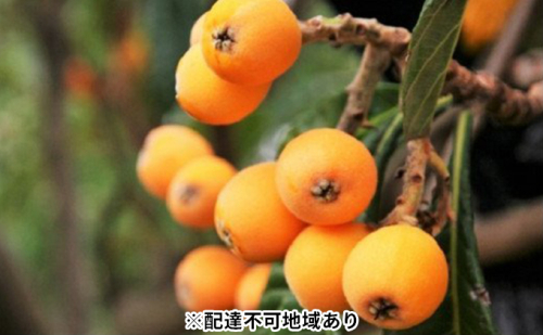 「島育ち！」初夏の味覚「びわ」　約1kg 果物類 フルーツ 枇杷  67597 - 香川県土庄町